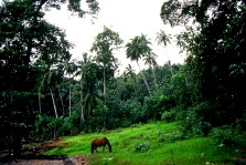 Tohua Upeke, Taaoa, Hiva Oa (Marquises)