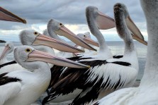 Pélicans à Kangaroo Island