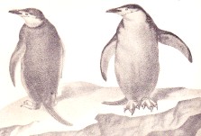 Ringed penguins