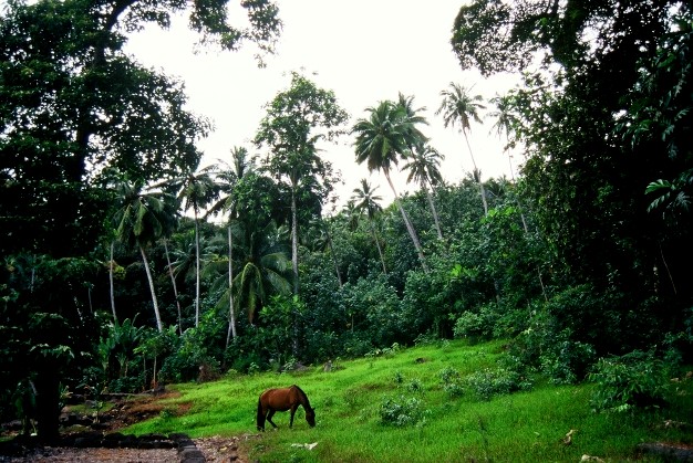 Hiva Oa (îles Marquises), Taaoa (octobre 1994)