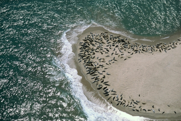 Nantucket : l'îlot des phoques (mai 1999)